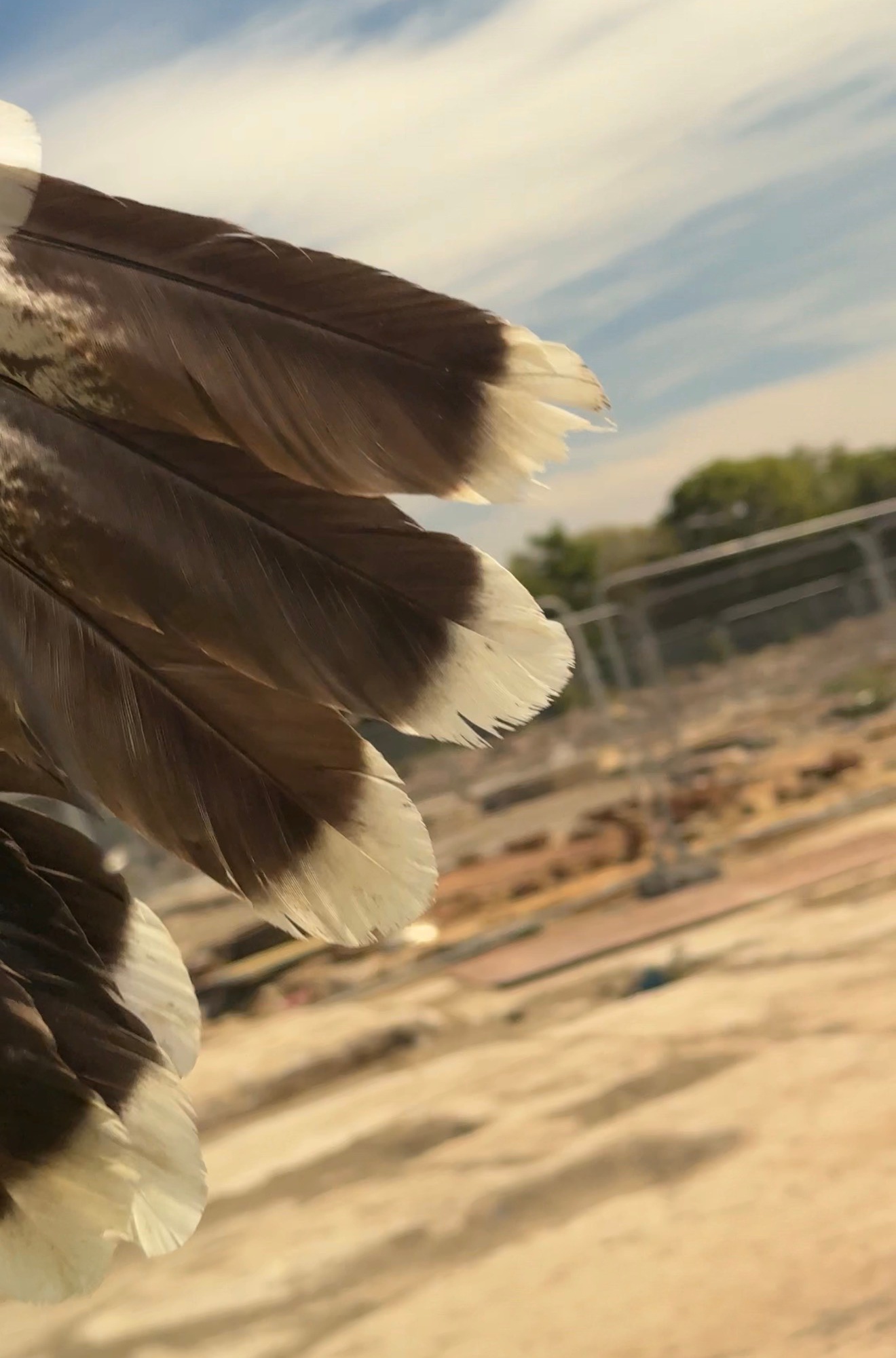 Naturally shed feathers held up against a pale coastal sky at Point of Ayr, North Wales, with the surrounding landscape visible in the background.