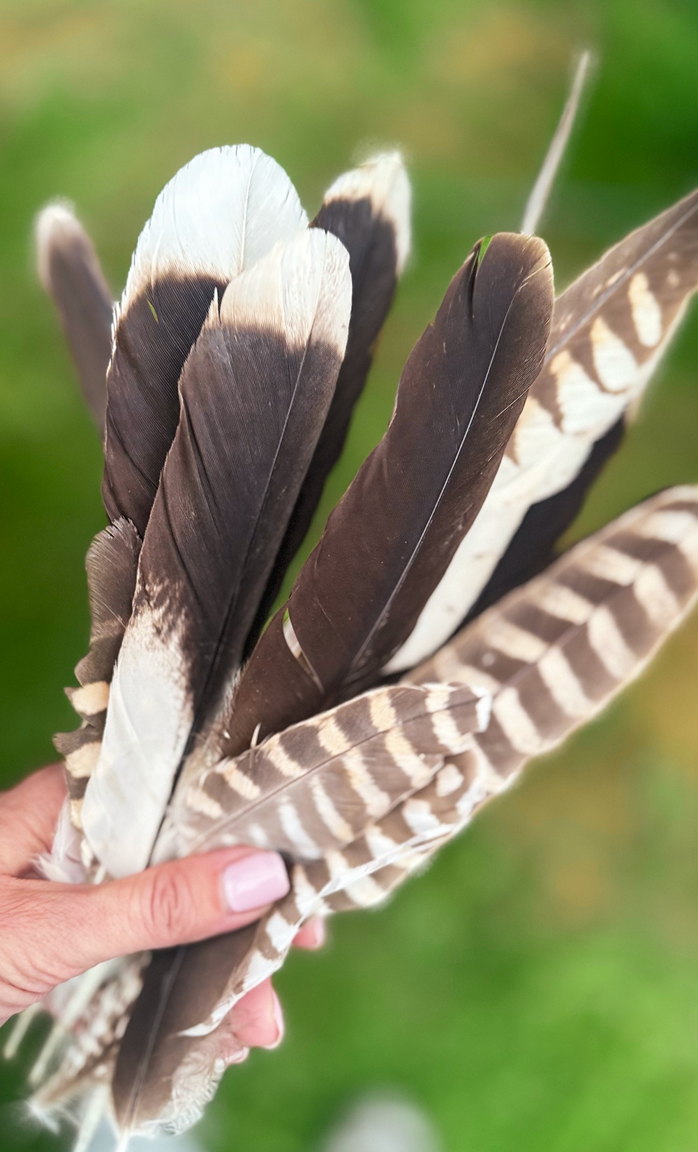 Naturally shed falconry feathers held by hand at Point of Ayr, North Wales, photographed against a green landscape background.