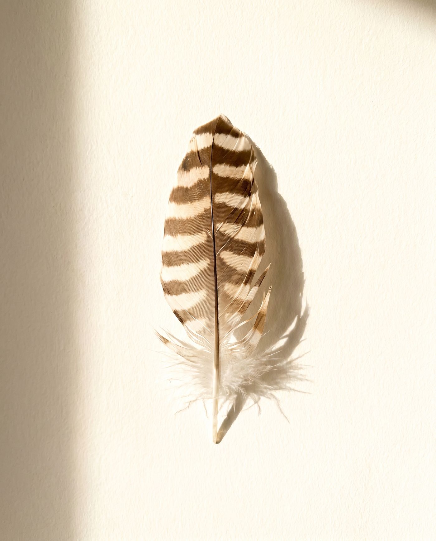 Close macro study of a Gyr/Saker falcon feather, its barred pattern lit by soft directional light.