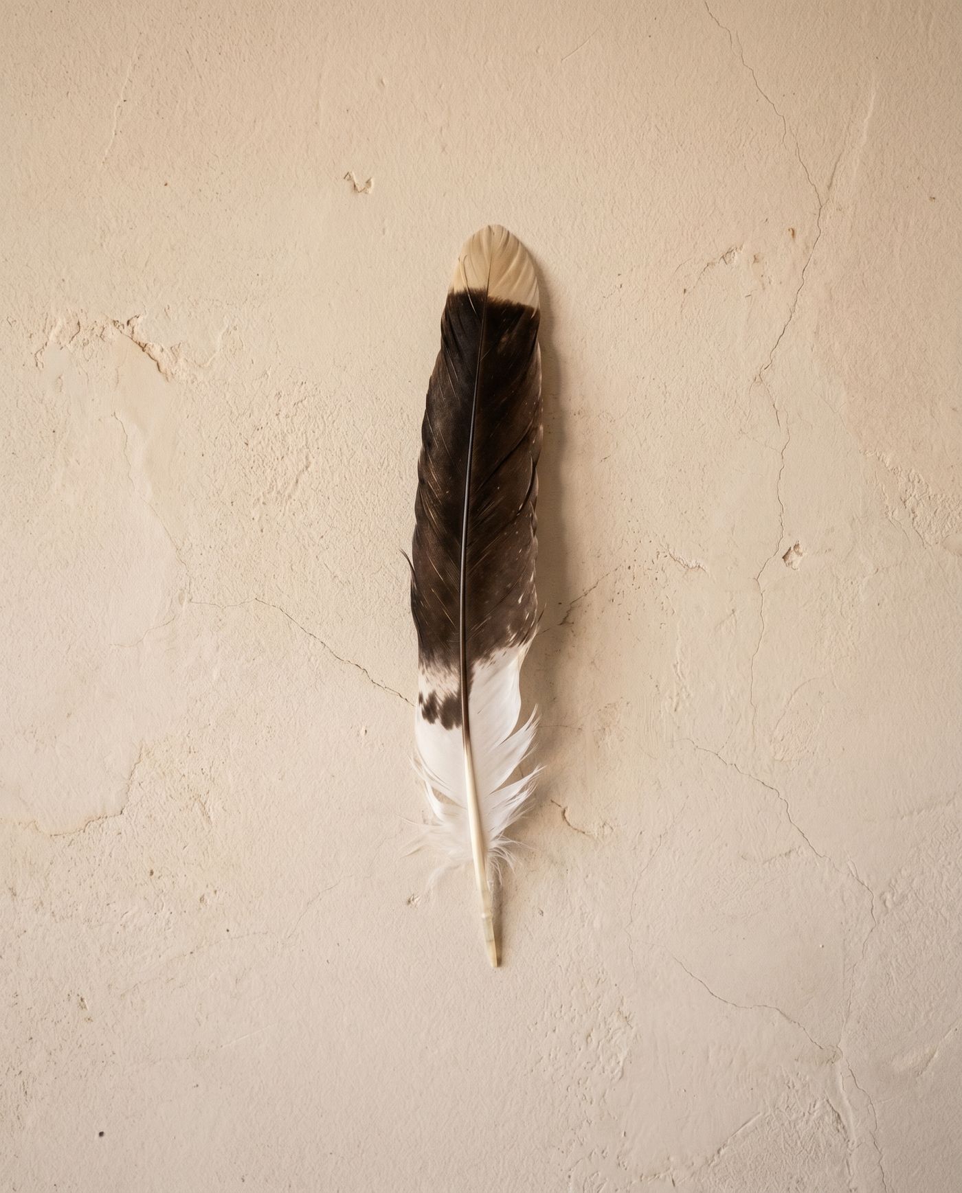 Close macro study of a barred feather set into the frame of The Watcher.